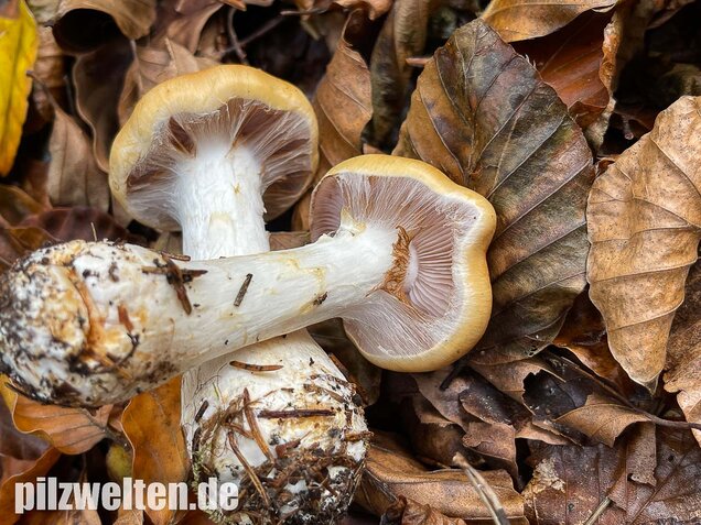Ziegelgelber Schleimkopf, Semmelgelber Schleimkopf, Cortinarius varius
