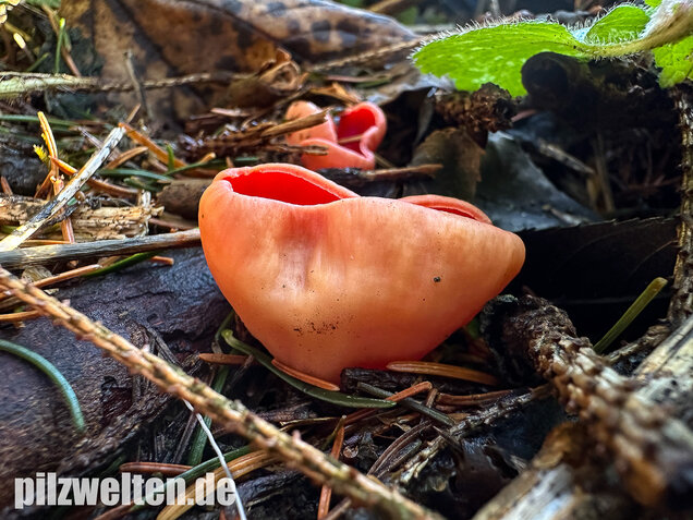 Scharlachroter Kelchbecherling, Österreichischer Prachtbecherling, Sarcoscypha austriaca & coccinea