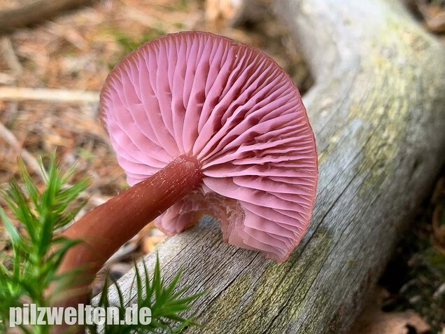 Zweifarbiger Lacktrichterling, Laccaria bicolor