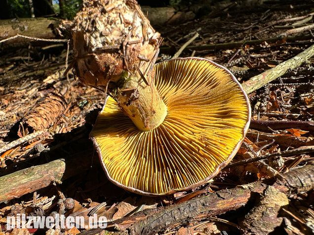Anisklumpfuß, Cortinarius odorifer