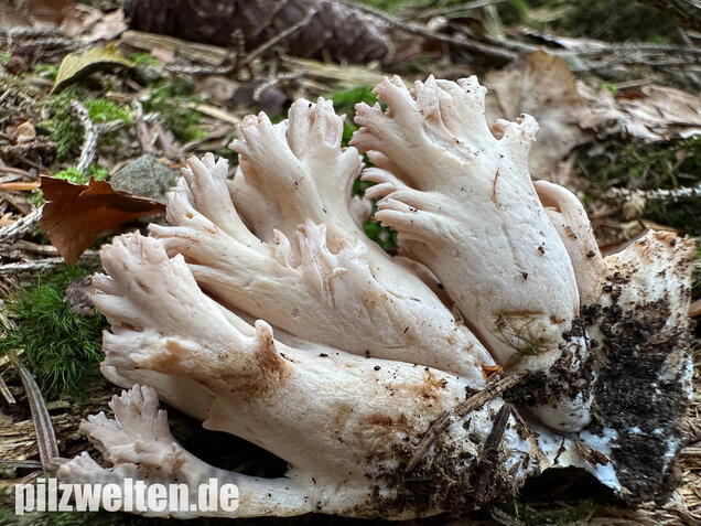 Bauchwehkoralle, Blasse Koralle, Ramaria pallida