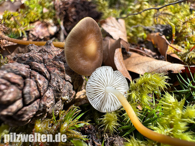 Bitterer Kiefernzapfenrübling, Strobilurus tenacellus