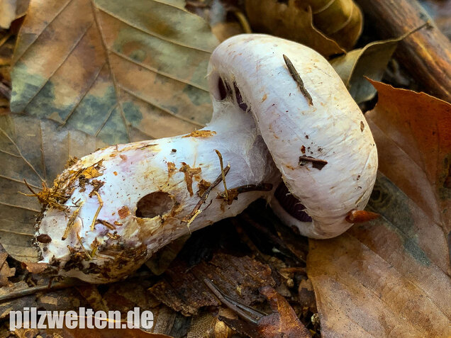 Bocksdickfuß, Cortinarius camphoratus