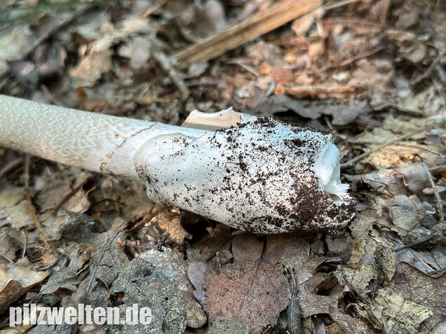 Brauner Riesenscheidenstreifling, Amanita spadicea