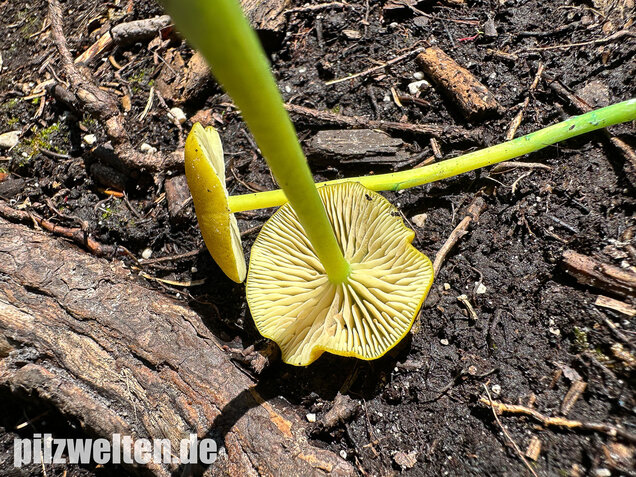 Braungrüner Zärtling, Braungrüner Rötling, Entoloma incanum agg.
