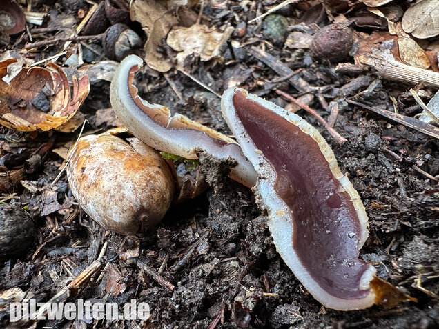 Braunvioletter Brandstellenbecherling, Violetter Becherling, Geoscypha violacea