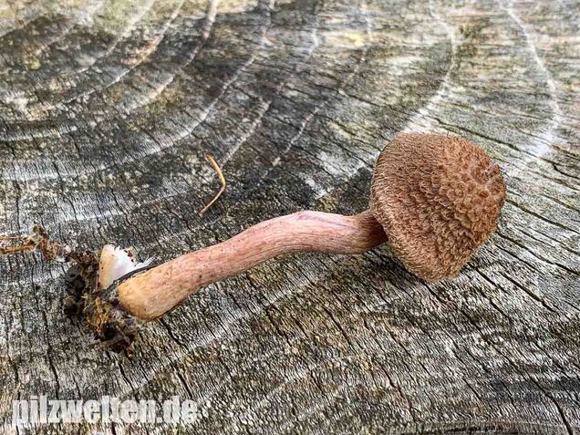 Braunvioletter Risspilz, Inocybe cincinnata var. major