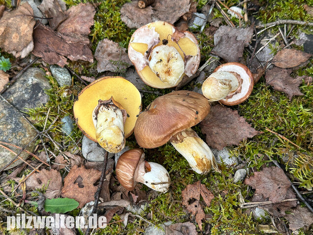 Butterpilz, Butterröhrling, Suillus luteus