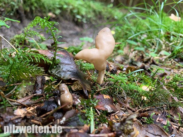 Elastische Lorchel, Helvella elastica