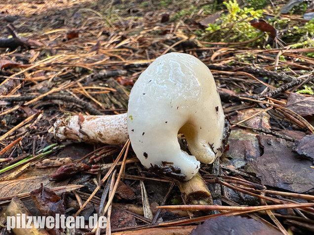 Elfenbeinröhrling, Weymouthsröhrling, Suillus placidus