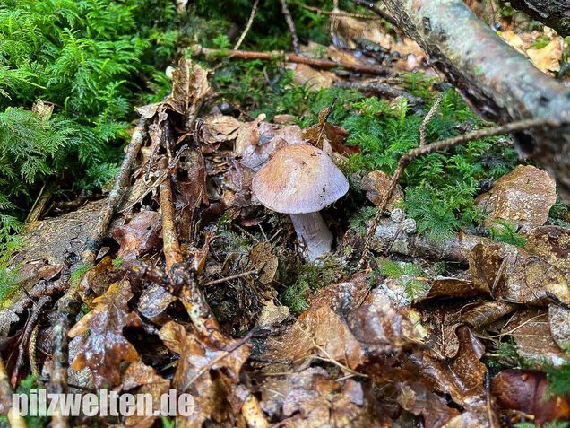 Erdigriechender Schleimkopf, Cortinarius variicolor