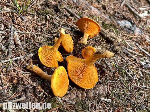 Falscher Pfifferling, Afterleistling, Hygrophoropsis aurantiaca