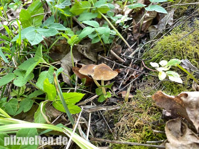 Gelbstieliger Dachpilz, Pluteus romellii