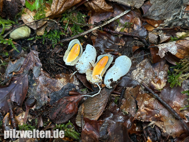 Gemeine Hundsrute, Mutinus caninus