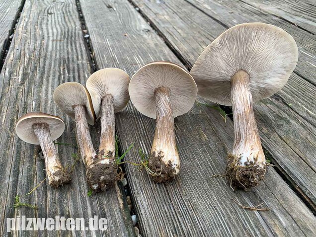 Gemeiner Weichritterling, Melanoleuca melaleuca