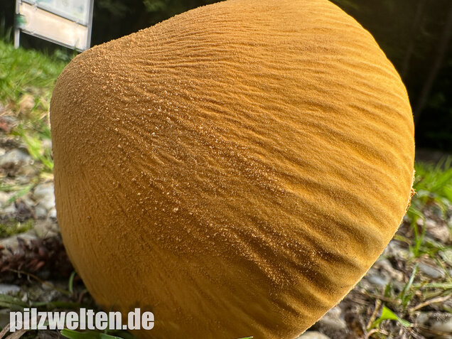 Glimmerschüppling, Phaeolepiota aurea