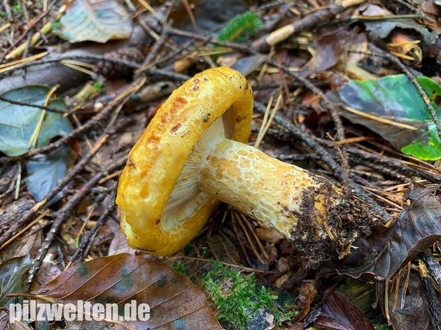 Grubiger Milchling, Lactarius scrobiculatus
