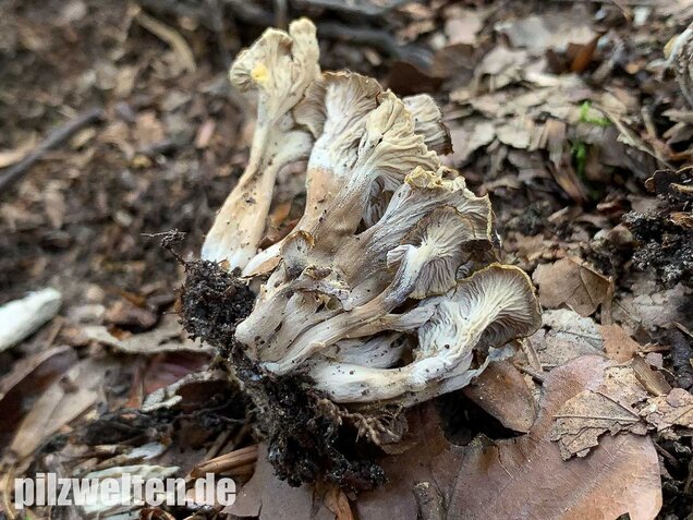 Krause Kraterelle, Craterellus undulatus