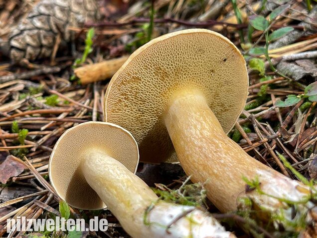 Kuhröhrling, Suillus bovinus