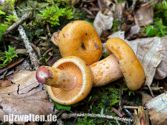 Lachsreizker, Lactarius salmonicolor