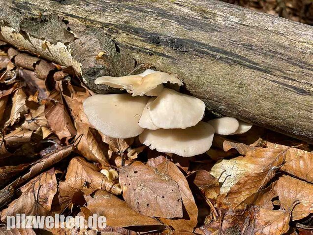 Lungenseitling, Pleurotus pulmonarius