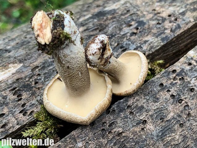 Maiporling, Lentinus substrictus