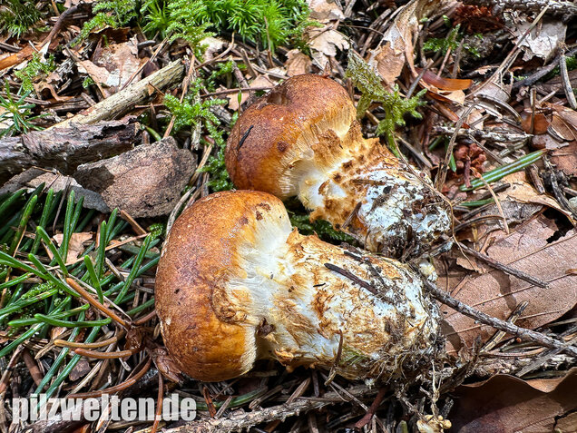 Geschmückter Schleimkopf, Phlegmacium saginum