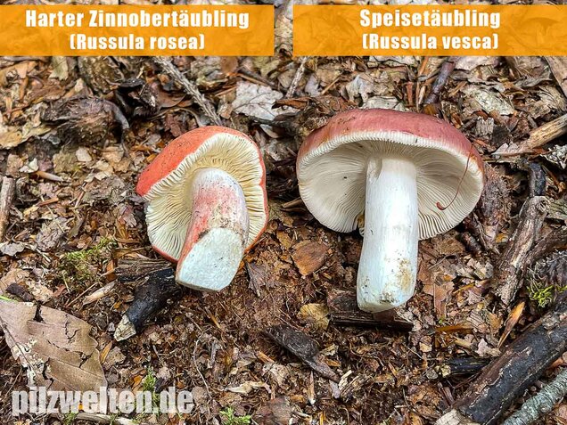 Speisetäubling, Russula vesca