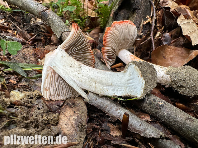Rötender Risspilz, Schamroter Risspilz, Inocybe godeyi