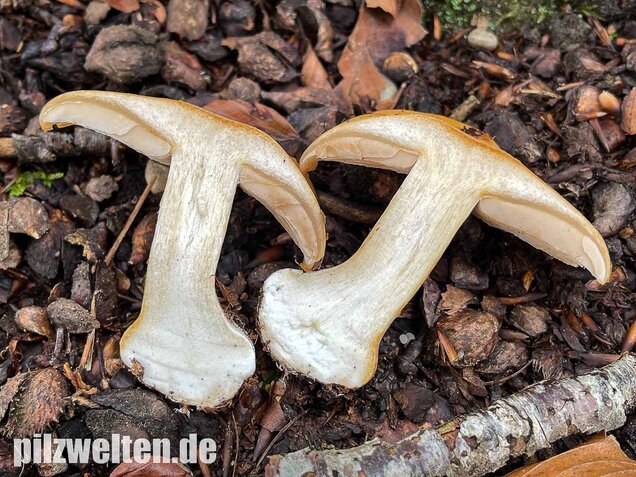 Sägeblättriger Klumpfuß, Cortinarius multiformis
