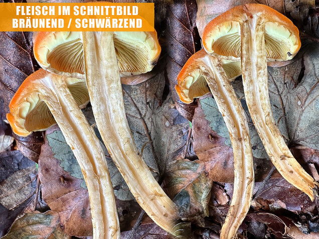 Safranroter Schüppling, Safranschüppling, Pyrrhulomyces astragalinus