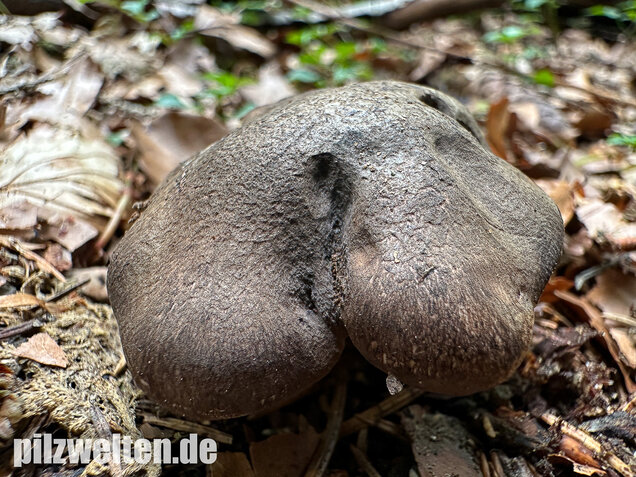 Schwarzweißer Rußporling, Boletopsis leucomelaena