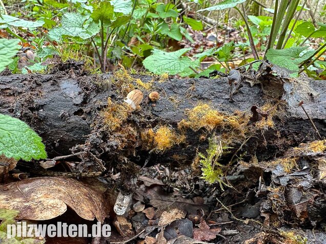 Pilzmyzelgeflecht, Ozonium