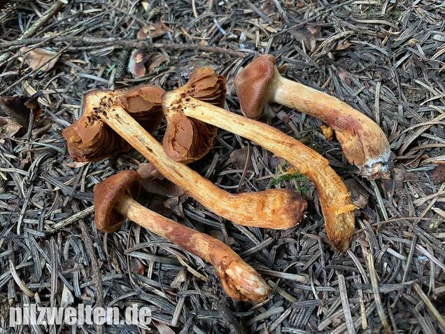 Spitzgebuckelter Raukopf, Cortinarius rubellus