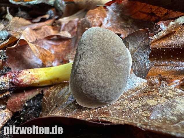 Starkblauender Rotfußröhrling, Xerocomellus cisalpinus