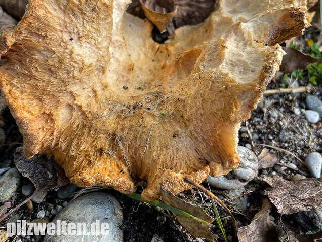 Tauber Reizker, Hypomyces lateritius