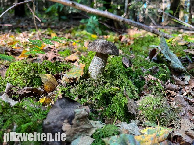 Vielverfärbender Birkenpilz, Leccinum variicolor