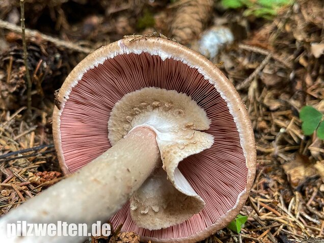 Kleiner Waldchampignon, Agaricus silvaticus