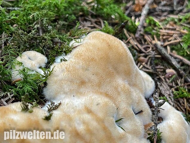 Weißer Polsterpilz, Postia ptychogaster