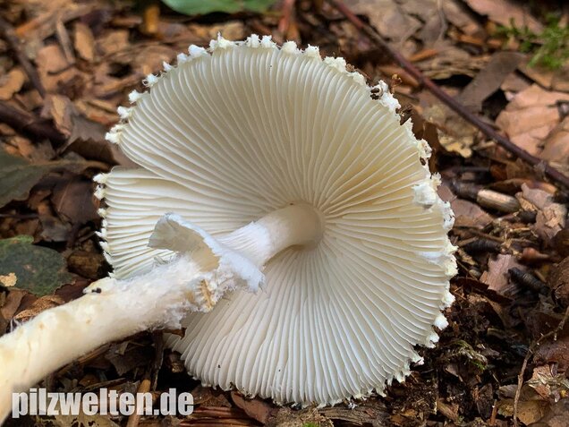 Wolliggestiefelter Schirmling, Lepiota clypeolaria