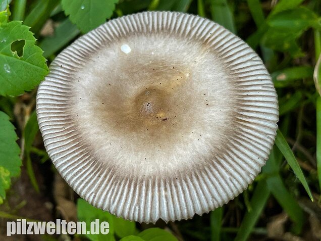 Zweifarbiger Scheidenstreifling, Amanita umbrinolutea