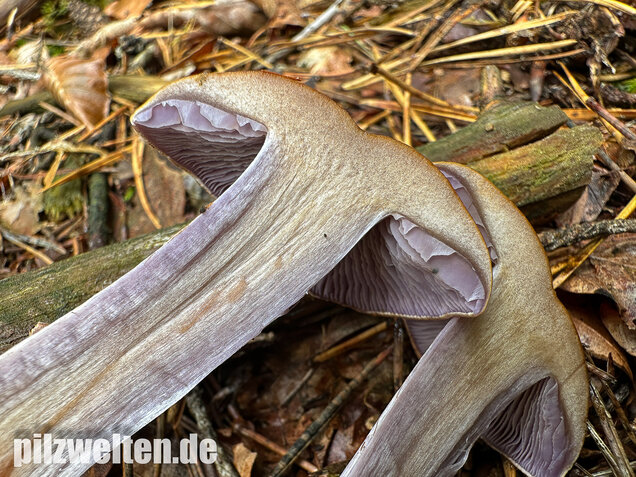 Zyanblättriger Klumpfuß, Cyanblättriger Klumpfuss, Thaxterogaster fulvo-ochrascens