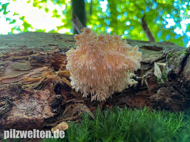 Ästiger Stachelbart, Hericium coralloides