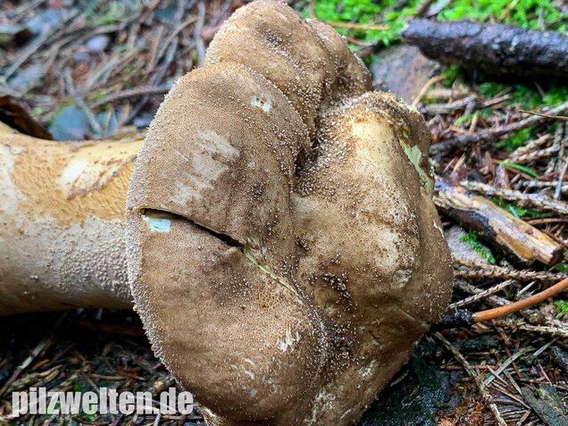 Beutelstäubling, Lycoperdon excipuliforme