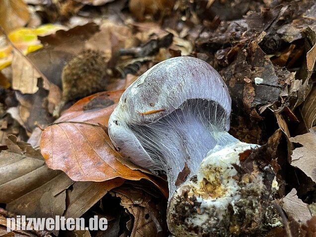 Blauer Klumpfuß, Cortinarius caerulescens