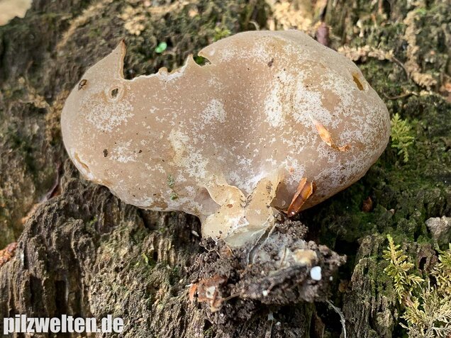 Buchenwaldbecherling, Peziza arvernensis
