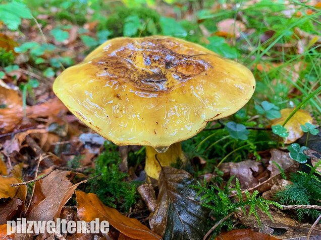 Dottergelber Klumpfuß, Cortinarius meinhardii