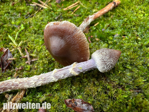 Duftender Gürtelfuß, Pelargoniengürtelfuß, Cortinarius flexipes