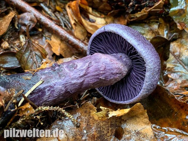 Dunkelvioletter Schleierling, Cortinarius violaceus