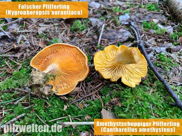 Falscher Pfifferling, Afterleistling, Hygrophoropsis aurantiaca